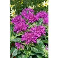 Kategorie <b>Produkt nicht gewünscht </b> - Monarda Pardon My Purple 2 Liter Container (Wuchs jahreszeitlich)