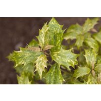 Kategorie <b>immergrüne Laubbäume </b> - Osmanthus heterophyllus 'Tricolor' 20-25 cm