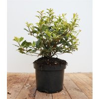 Kategorie <b>immergrüne Laubbäume </b> - Osmanthus heterophyllus 'Tricolor' 30-40 cm
