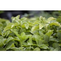 Kategorie <b>Bodendecker </b> - Pachysandra terminalis 'Green Sheen' -R- ca. 9x9 cm Topf (Wuchs jahreszeitlich)