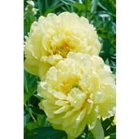 Kategorie <b>Stauden </b> - Paeonia Bartzella 5-7,5 Liter Container (Wuchs jahreszeitlich)