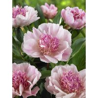 Kategorie <b>Stauden </b> - Paeonia Do Tell 3-5 Liter Container (Wuchs jahreszeitlich)