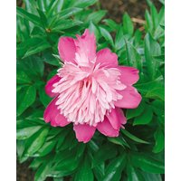 Kategorie <b>Stauden </b> - Paeonia lactiflora 'Edulis Superba' 2-3 Liter Container (Wuchs jahreszeitlich)