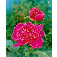 Kategorie <b>Produkt nicht gewünscht </b> - Paeonia lactiflora 'Inspecteur Lavergne' 2-3 Liter Container (Wuchs jahreszeitlich)