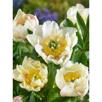 Kategorie <b>Stauden </b> - Paeonia Prairie Charm 5-7,5 Liter Container (Wuchs jahreszeitlich)