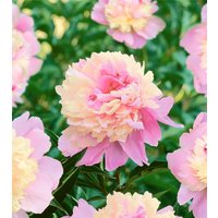 Kategorie <b>Stauden </b> - Paeonia Sorbet 2-3 Liter Container (Wuchs jahreszeitlich)