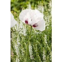 Kategorie <b>Produkt nicht gewünscht </b> - Papaver orientale 'Checkers' 2 Liter Container (Wuchs jahreszeitlich)