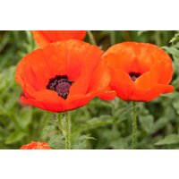 Kategorie <b>Produkt nicht gewünscht </b> - Papaver orientale Allegro 2 Liter Container (Wuchs jahreszeitlich)