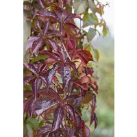 Kategorie <b>Produkt nicht gewünscht </b> - Parthenocissus quinquefolia 100-150 cm