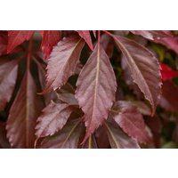 Kategorie <b>Produkt nicht gewünscht </b> - Parthenocissus quinquefolia 'Engelmannii' 80-100 cm