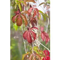 Kategorie <b>Produkt nicht gewünscht </b> - Parthenocissus quinquefolia 'Engelmannii' 100-150 cm