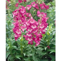 Kategorie <b>Produkt nicht gewünscht </b> - Penstemon h. Pensham Amelia Jayne 2 Liter Container (Wuchs jahreszeitlich)