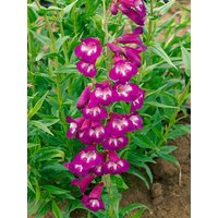 Kategorie <b>Produkt nicht gewünscht </b> - Penstemon h. Pensham Plum Jerkum 2 Liter Container (Wuchs jahreszeitlich)