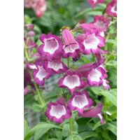 Kategorie <b>Produkt nicht gewünscht </b> - Penstemon hartwegii Phoenix Violet 2 Liter Container (Wuchs jahreszeitlich)