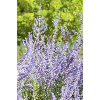 Kategorie <b>Laubbäume </b> - Perovskia atriplicifolia 'Little Spire' -R- 40-60 cm