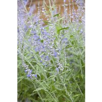 Kategorie <b>Produkt nicht gewünscht </b> - Perovskia atriplicifolia 'Lacey Blue' -R- 40-60 cm