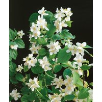 Kategorie <b>Produkt nicht gewünscht </b> - Philadelphus 'Dame Blanche' 80-100 cm