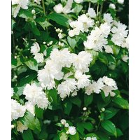 Kategorie <b>Produkt nicht gewünscht </b> - Philadelphus 'Schneesturm' 80-100 cm