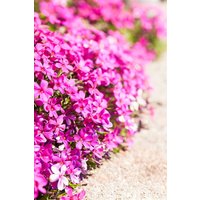 Kategorie <b>Stauden </b> - Phlox douglasii 'Crackerjack' 2 Liter Container (Wuchs jahreszeitlich)