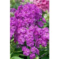 Kategorie <b>Produkt nicht gewünscht </b> - Phlox pan.Flame-Ser.'Lilac Flame' -R- 2 Liter Container (Wuchs jahreszeitlich)