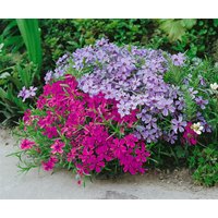 Stauden - Phlox subulata 'Atropurpurea' 2 Liter Container (Wuchs jahreszeitlich)