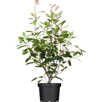 Kategorie <b>Hecken </b> - Photinia fraseri 'Red Robin' 80-100 cm