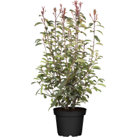Hecken - Photinia fraseri 'Red Robin' 100-125 cm