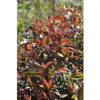 Hecken - Photinia fraseri 'Red Robin' 125 cm Stammhöhe