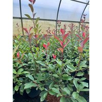 Kategorie <b>Hecken </b> - Photinia fraseri 'Red Robin' 2 Liter Container (Wuchs jahreszeitlich)
