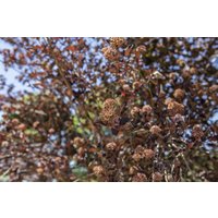 Kategorie <b>Blütensträucher und Ziergehölze </b> - Physocarpus opulifolius 'All Black' ® 40-60 cm