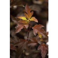 Kategorie <b>Produkt nicht gewünscht </b> - Physocarpus opulifolius 'Diable d'Or' -R- 60-80 cm