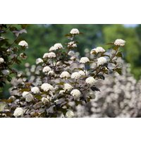 Blütensträucher und Ziergehölze - Physocarpus opulifolius 'Diabolo' -R- 80-100 cm