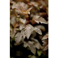 Kategorie <b>Blütensträucher und Ziergehölze </b> - Physocarpus opulifolius 'Lady in Red' -R- 40-60 cm