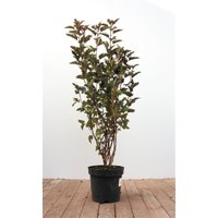 Kategorie <b>Produkt nicht gewünscht </b> - Physocarpus opulifolius 'Summer Wine' -R- 80-100 cm