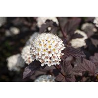 Kategorie <b>Produkt nicht gewünscht </b> - Physocarpus opulifolius 'Summer Wine' -R- 60-80 cm