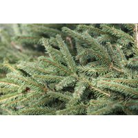 Nadelbäume u. Koniferen - Picea abies 'Nidiformis' 15-20 cm