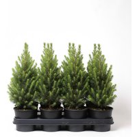 Nadelbäume u. Koniferen - Picea glauca 'Conica' 1 Liter Topf 20- 30 cm