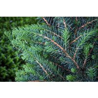 Nadelbäume u. Koniferen - Picea omorika 'Zuckerhut' 50-60 cm