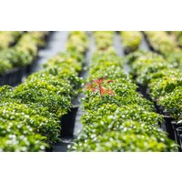 Kategorie <b>immergrüne Laubbäume </b> - Pieris japonica 'Bonfire' 20-25 cm