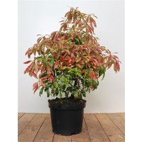 Kategorie <b>immergrüne Laubbäume </b> - Pieris japonica 'Forest Flame' 40-50 cm