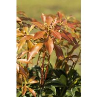 Kategorie <b>immergrüne Laubbäume </b> - Pieris japonica 'Mountain Fire' 30-40 cm