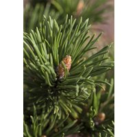 Kategorie <b>Produkt nicht gewünscht </b> - Pinus mugo 'Alpenzwerg' 50-60 cm