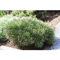 Kategorie <b>Produkt nicht gewünscht </b> - Pinus mugo 'Pumilio' 40-50 cm