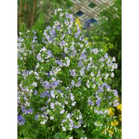 Kategorie <b>Stauden </b> - Polemonium caeruleum 'Bambino Blue' 2 Liter Container (Wuchs jahreszeitlich)