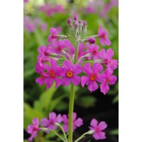 Kategorie <b>Produkt nicht gewünscht </b> - Primula beesiana 2 Liter Container (Wuchs jahreszeitlich)