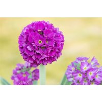 Kategorie <b>Stauden </b> - Primula denticulata 'Rubin' 2 Liter Container (Wuchs jahreszeitlich)