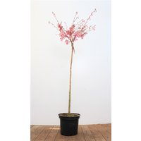 Kategorie <b>Laubbäume </b> - Prunus 'Okame' CAC 100 cm Stammhöhe