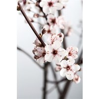 Kategorie <b>Produkt nicht gewünscht </b> - Prunus cistena CAC 3L 30- 40