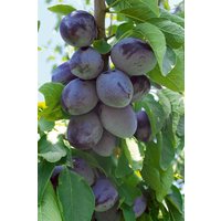 Kategorie <b>Obst </b> - Prunus domestica 'Hauszwetsche' CAC 40 cm Stammhöhe