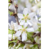 Kategorie <b>Blütensträucher und Ziergehölze </b> - Prunus incisa 'Kojou-no-mai' CAC 30-40 cm